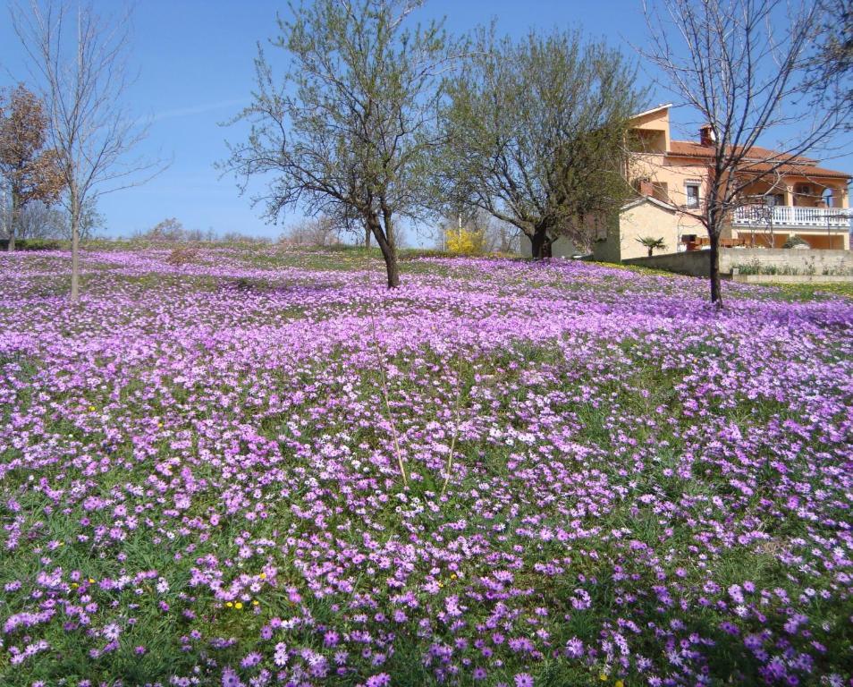 Apartments Villa Alice Poreč Cameră foto